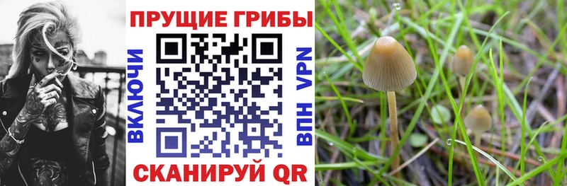 Галлюциногенные грибы Psilocybe  Волгоград 